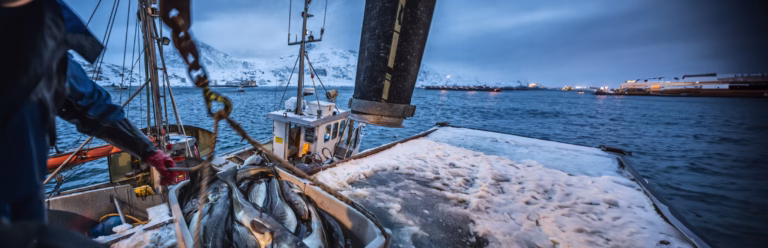 Fishing vessel unloading freshly caught fish at a harbour